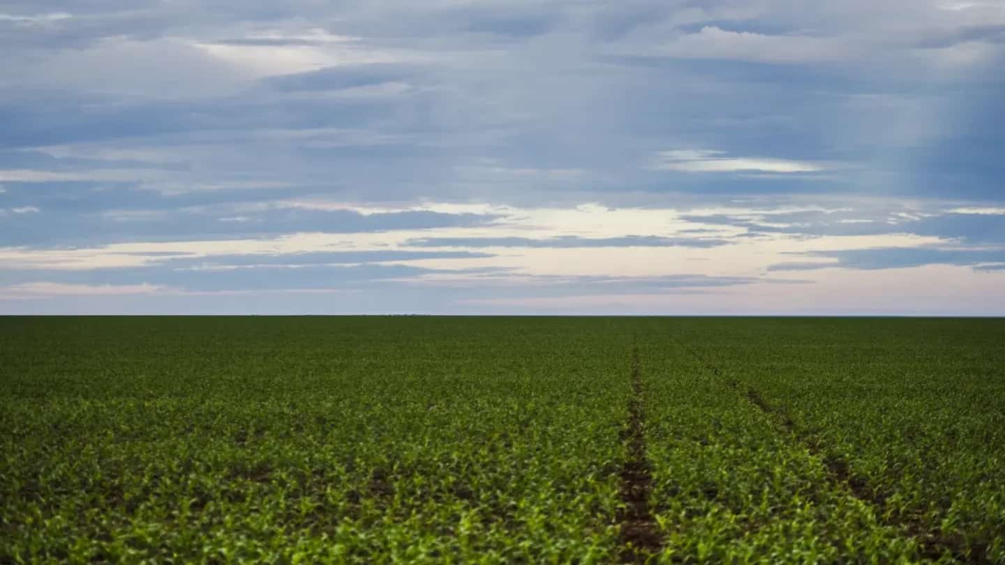 Lavoura de soja em linha, com vagens maduras e céu claro ao fundo.